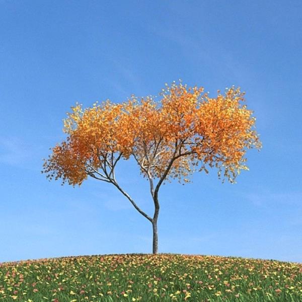 درخت پاییزی - دانلود مدل سه بعدی درخت پاییزی - آبجکت سه بعدی درخت پاییزی - دانلود آبجکت سه بعدی درخت پاییزی -دانلود مدل سه بعدی fbx - دانلود مدل سه بعدی obj -Fall Tree 3d model free download  - Fall Tree 3d Object - Fall Tree OBJ 3d models - Fall Tree FBX 3d Models-پاییز - fall